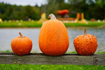 Three pumpkins of varying sizes, including one smooth and two warty ones, sit on a wooden beam with...