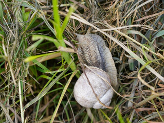 In the image, a snail with a pale shell and wrinkled body is crawling among grass and dry plants