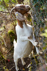 A goat with brown markings and large horns stretches up to nibble ivy on a wall