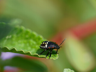A beetle with a black body and bright spots slowly moves along the edge of a green leaf.