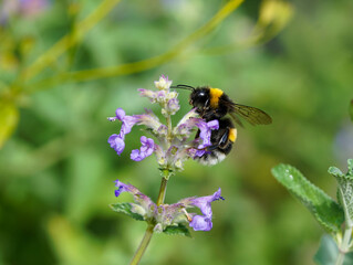 A bumblebee with black and yellow markings collects nectar from a purple flower