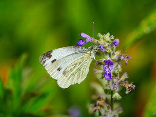 A white butterfly with black spots rests on a pink flower bud against a blurred green background