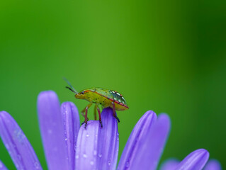A vibrant green bug perches delicately on the petals of a purple flower