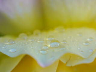 Gentle droplets of water rest on the soft, yellow petal of a flower