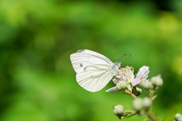 Ein weißer Schmetterling mit schwarzen Flecken ruht auf einer rosa Blütenknospe vor einem unscharfen grünen Hintergrund