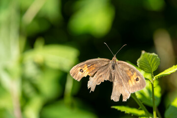 Fototapeta premium A delicate butterfly with tattered wings flutters among the greenery, enjoying the sunlight.