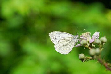 Ein weißer Schmetterling sitzt auf einer Blume vor einem grünen Hintergrund