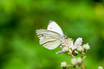 Ein weißer Schmetterling mit schwarzen Markierungen ruht auf einer Blume mit einem unscharfen grünen Hintergrund