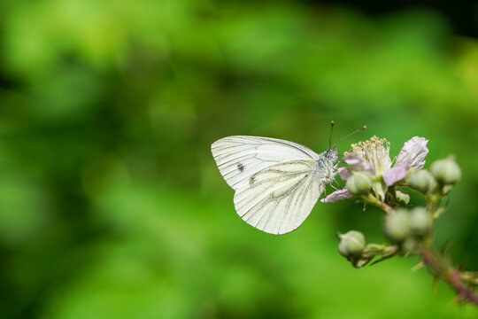 Ein wei&szlig;er Schmetterling sitzt auf einer Blume vor einem gr&uuml;nen Hintergrund
