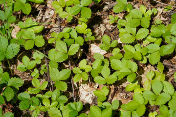 Bright green strawberry leaves grow densely on the forest floor