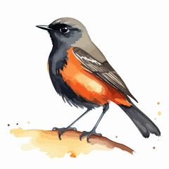 Watercolor illustration of a black redstart (Phoenicurus ochruros) bird drawing by hand. Vector illustration of a bird of the year 2025 isolated on a white background.