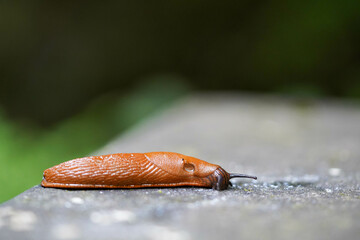 A brown slug slowly moves along a smooth surface with a blurred green background