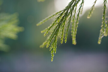 A close-up of green pine needles with a blurred background