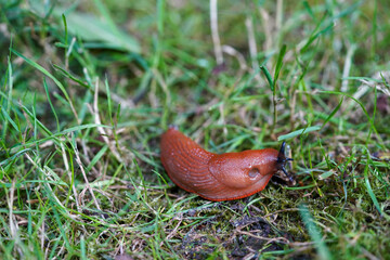 A red slug crawls on the grass