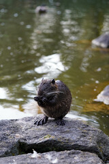 nutria sitzt auf einem Felsen am Wasser und bedeckt sein Gesicht mit seiner Vorderpfote