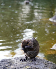 A beaver-like animal, likely a nutria, sitting on a rock by the water, covering its face with its...