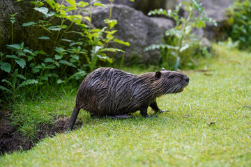 Ein nagerähnliches Tier mit nassem Fell läuft auf Gras in der Nähe einiger Pflanzen und Felsen