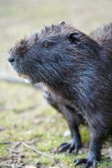 a close-up of a black nutria standing on grassy ground, with its fur appearing damp