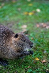 This is a brown-furred beaver eating a plant while sitting on green grass