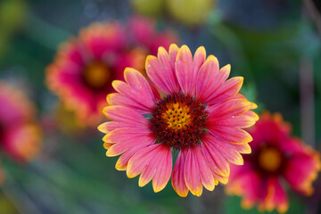 Obraz premium Hellrosa gelbe Blume auf unscharfem Hintergrund