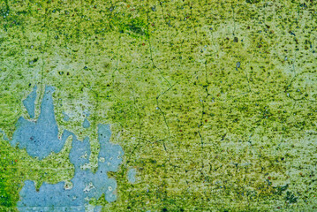 Cement wall with green moss