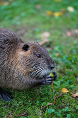 A nutria with its thick brown fur is munching on a plant while sitting on a patch of green grass