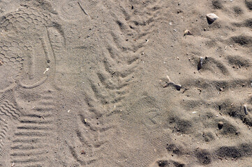 Footprints in the Soft, Golden Sand Show Glimpses of a Bustling Wildlife Scene at the Beach Under a Clear Blue Sky