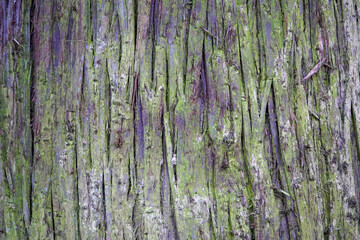 Obraz premium This image shows the detailed texture of tree bark, covered in green moss, highlighting the natural aging process of the tree
