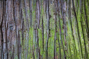 Obraz premium The weathered bark of a tree is covered in vibrant green moss, highlighting its deep grooves