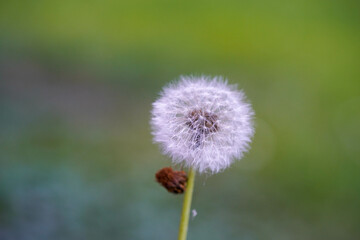 Ein Löwenzahn-Samenkopf mit seinen zarten weißen Samen wird auf weichem, grünem Hintergrund hervorgehoben dargestellt