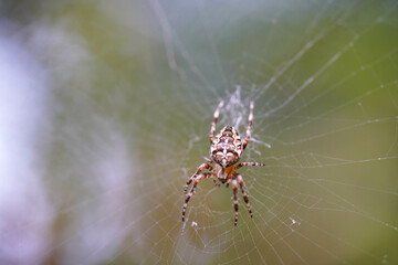 A spider sits in the center of its intricate web, surrounded by a blurred background