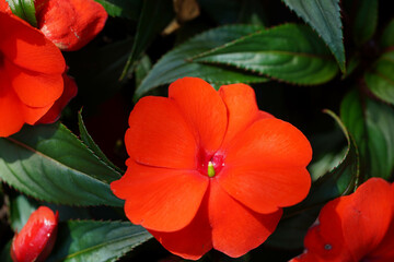 A vibrant red flower with smooth petals is shown in close detail, surrounded by dark green leaves