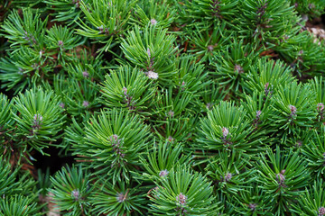Ein Cluster aus dichten grünen Kiefernadeln bildet ein üppiges, strukturiertes Muster