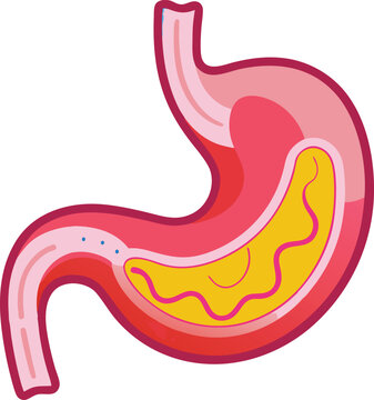 human stomach vector illustration graphic design