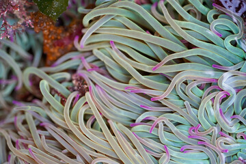 The smooth tentacles of sea anemones in pastel hues of green and purple appear as if gently swaying in the current