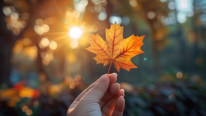 A hand holding an autumn maple leaf against the background of blurred nature and sunset, macro photography. The concept is to symbolize