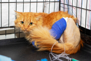 A cat with a bandage on its leg is currently in a cage © Vera Aksionava