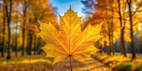 Obraz premium Large yellow maple leaf against background of autumn trees