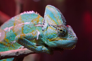 Chameleon - lizard adapted to an arboreal lifestyle, change body color