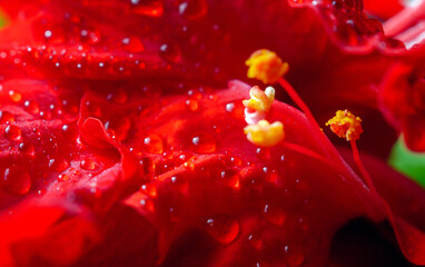 Hibiscus flower pollen closeup macro with water drops on red hibiscus pollen flower, Red hibiscus flower pollen photographed with macro lens close up