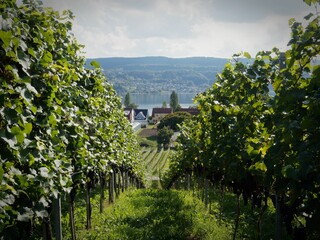 Vineyard with rows of vines