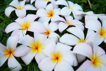 Beautiful White Plumeria, Image of Tropical Paradise - 白いプルメリアの花