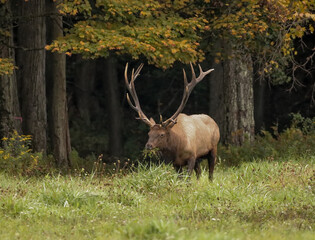 Impressive Big Elk Bull Polished Antlers Autumn Fall Colors