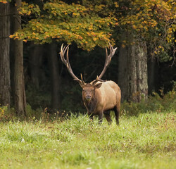 Impressive Big Elk Bull Polished Antlers Autumn Fall Colors