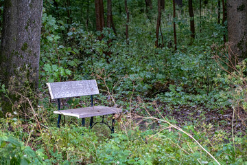 Old white bench stands on the edge of a forest