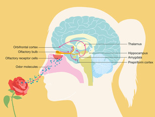 Sense of smell, anosmia, hyposmia, woman with a rose, olfactory system, medically illustration