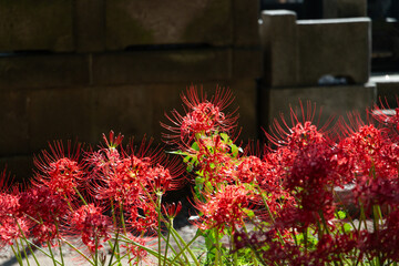 彼岸花の群生