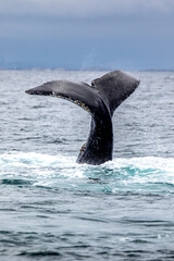 Whale watching trip in Monterey, California, USA