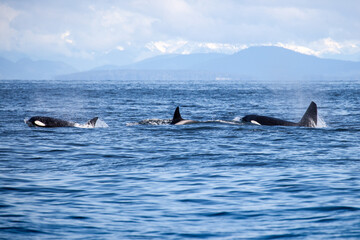 Fototapeta premium group of orcas drifting in the Strait of Georgia, seen while a whale watching tour in Vancouver BC.