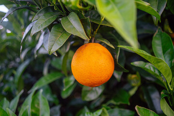 Ripe Orange Hanging on Tree Among Lush Green Leaves